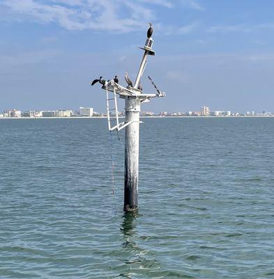 Cormorants drying their wings on John's Pass marker.