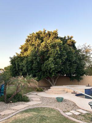 Before photo of this ficus .