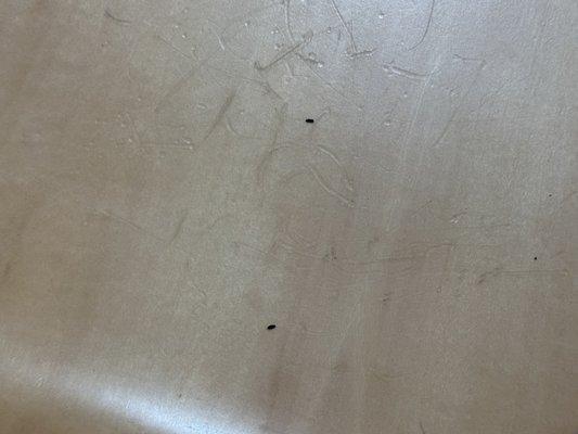 Mouse droppings on a chair