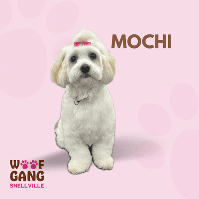 Woof Gang Bakery & Grooming Snellville