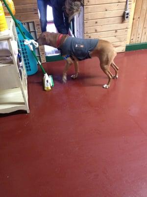 Ginger in her thunder shirt helping Shelly do her rounds before we go home.