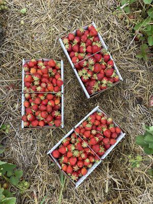 Three 5 pound baskets filled with gorgeous strawberries