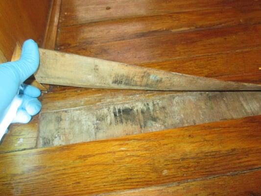 Hidden mold beneath water damaged wood flooring