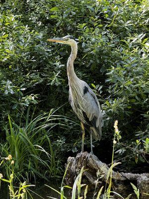 Great blue Heron at Russian Gulch group camp