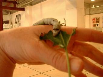 Silkworm eating a mulberry leaf at Silk Museum in Shanghai, China