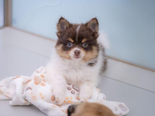 Pomeranian