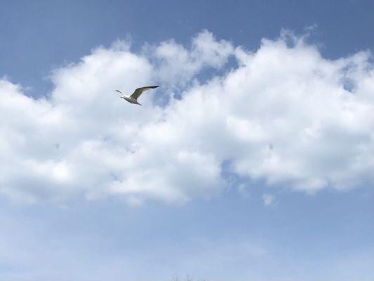 Seagull