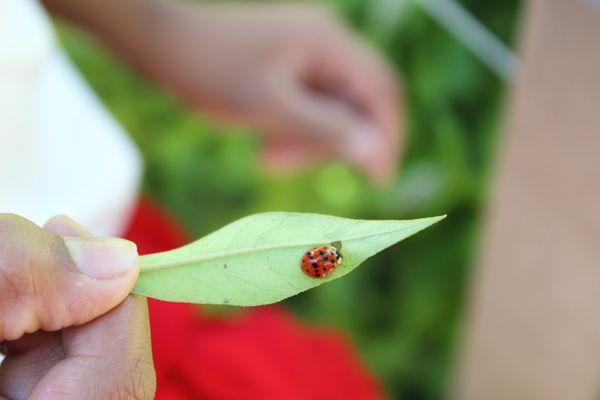 Lady bug