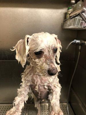 Max during his bath