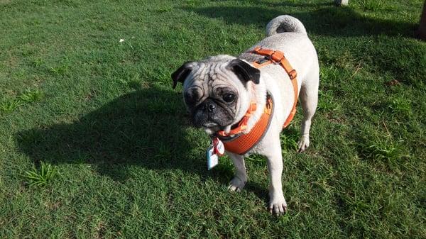 Very nice  dog park.