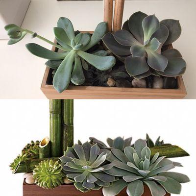 Reality (broken succulents and a rotten one in the middle) vs photo on their website. AVOID!!