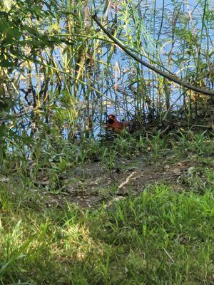 Cardinal seen on the trail