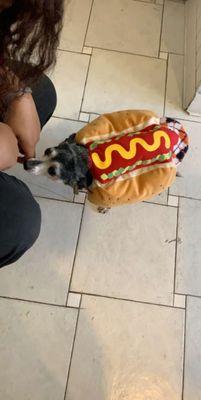 This little guy came in to show off his Halloween outfit!