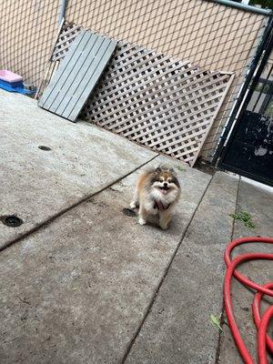 Boarding baby?? #Pomeranian