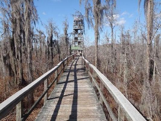 Walk out to the observation tower, take a camera, and bug spray