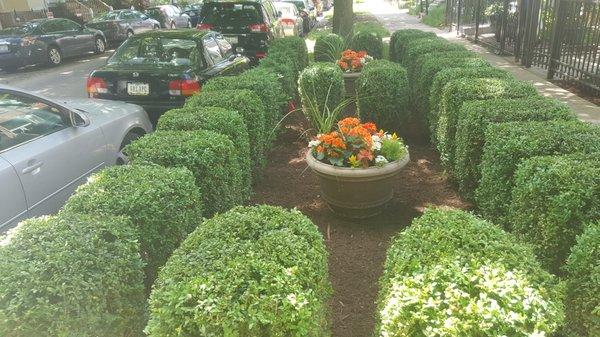 Trimming and shaping of hedge