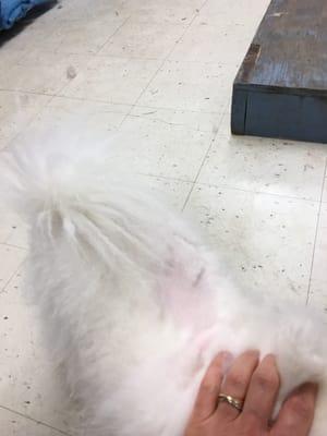 My dog inside the grooming room, what a disaster!