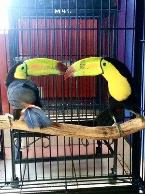 Toucans @ExoticBirdShopMiami