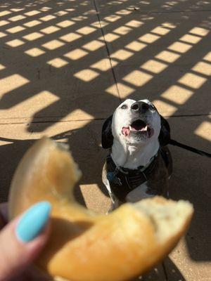 Rusty loves these bagels as much as I do!