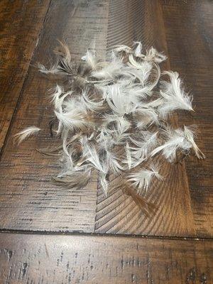 Just a typical one day's worth of feathers