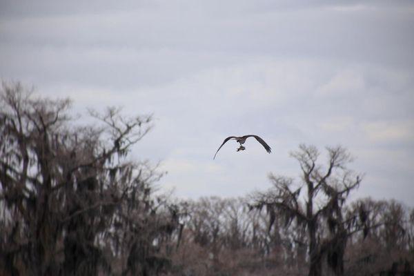 Osprey with it's prey