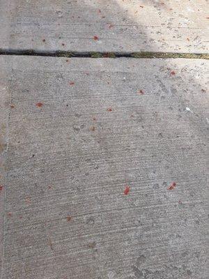 Rat poison along the sidewalks