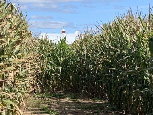 Corn maze!