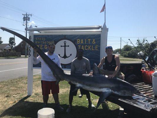 Thresher shark caught by store manager Craig Jobes and his crew aboard  charter vessel Rainbow out of Orient