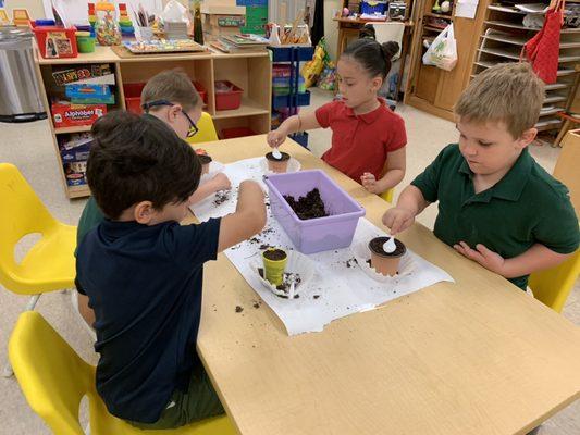 Planting in the classroom.