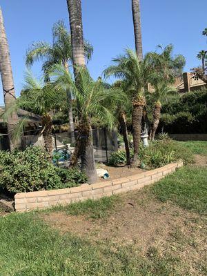 Palm tree cleanup