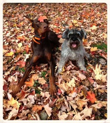 Playing in the fall leaves :)