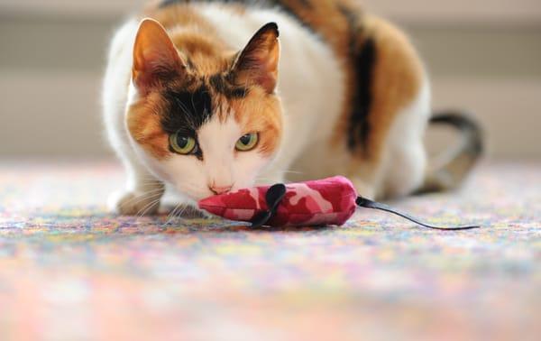 Playing with catnip mouse