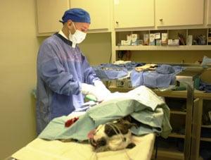 Emergency Veterinarian Service Columbus, GA