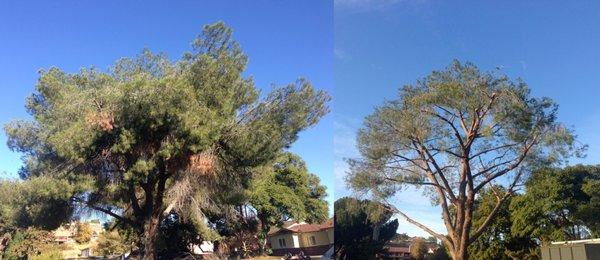 Pine Tree Trimming and Shaping.