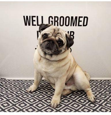 Well Groomed Dog Club