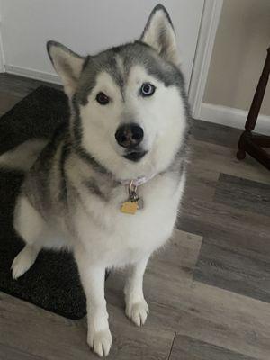 A very pleased husky