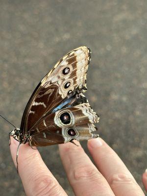 Landed right on my hand. So cool!!!