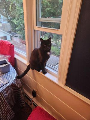 Charlie says, "I like this windows in the kitchen best! Thanks Bruin.