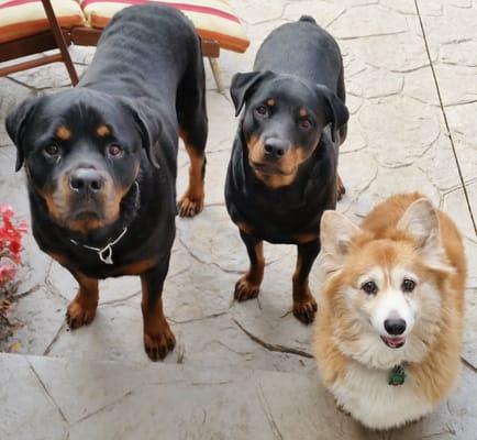 The Gang! Fred, Wilma and Abby