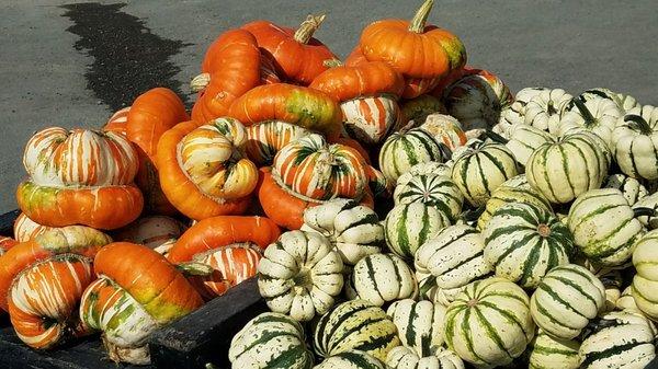 Gourds!