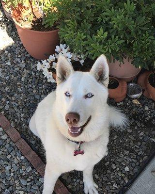 Angel the husky