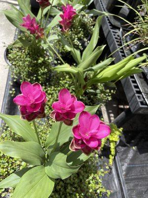 Potted perennials blooming away