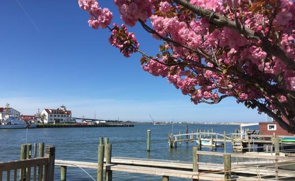 View from the marina.