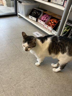 Shop cat. Absolute g.