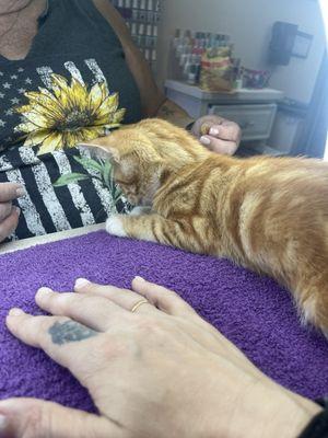 One of the hairdressers brought a kitty she rescued.