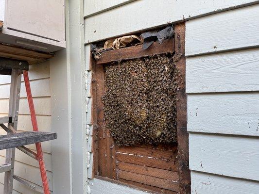 North Park ,SD - bees in the wall.