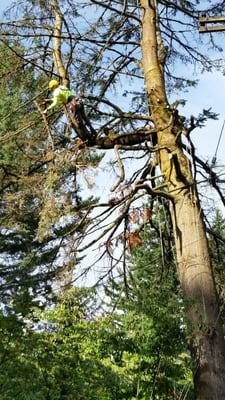 Removing a grand fir - branches first