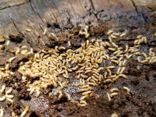 Subterranean Termites