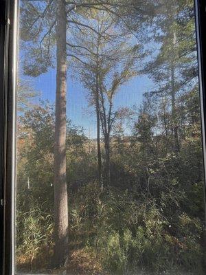 View of the trees and wetlands