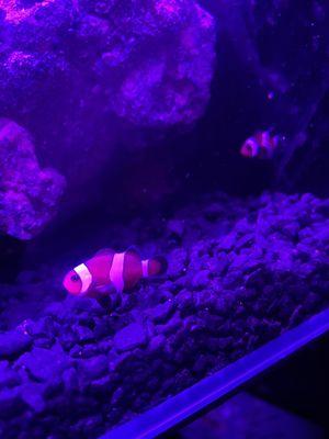 Clown Fish $25